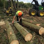 Timber Marketing achieving the highest yield for your standing or roundwood sale