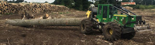 Skidder Removal of Large Trunks